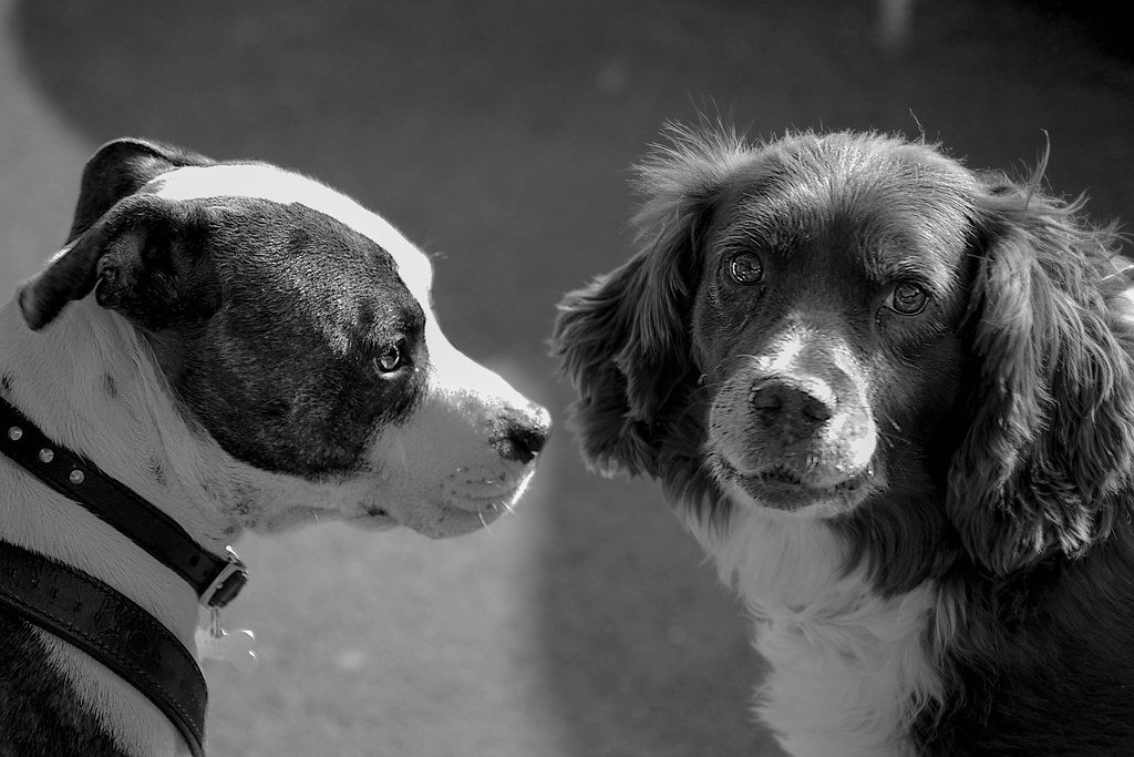 Love at First Sniff? Canine Romance in Disney Films (image credits: flickr)