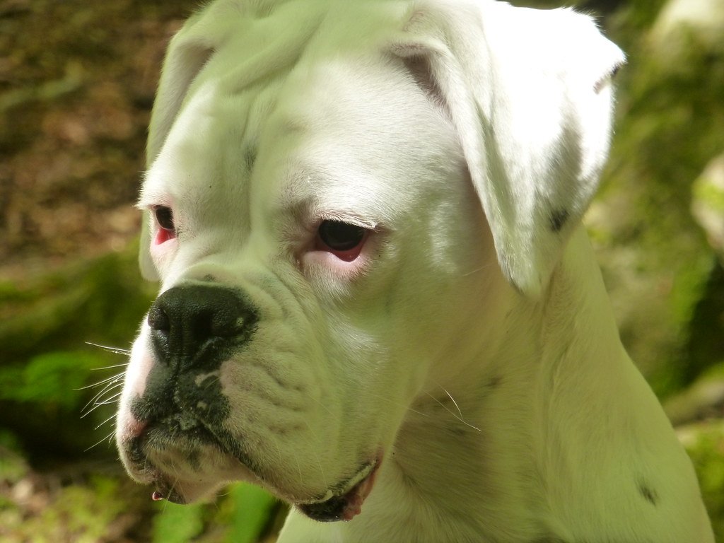 Dog Villains: Are Some Breeds Really Bad? (image credits: flickr)