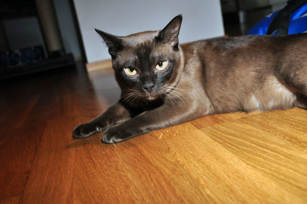 Burmese: The Velcro Cat (image credits: flickr)