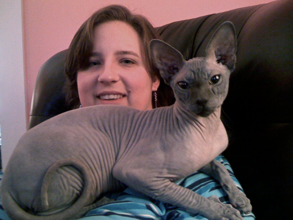 Sphynx: The Loyal Lap Cat (image credits: flickr)
