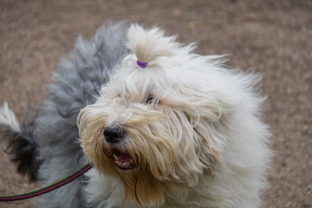 Success Stories: From Aggression to Affection (image credits: flickr)