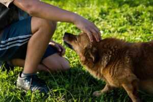 Why You Should Never Give Up On an Aggressive Dog