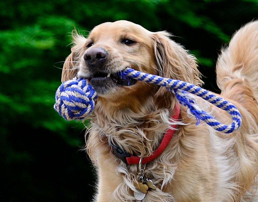 Buddy Shoots and Scores: The Golden Retriever (image credits: flickr)