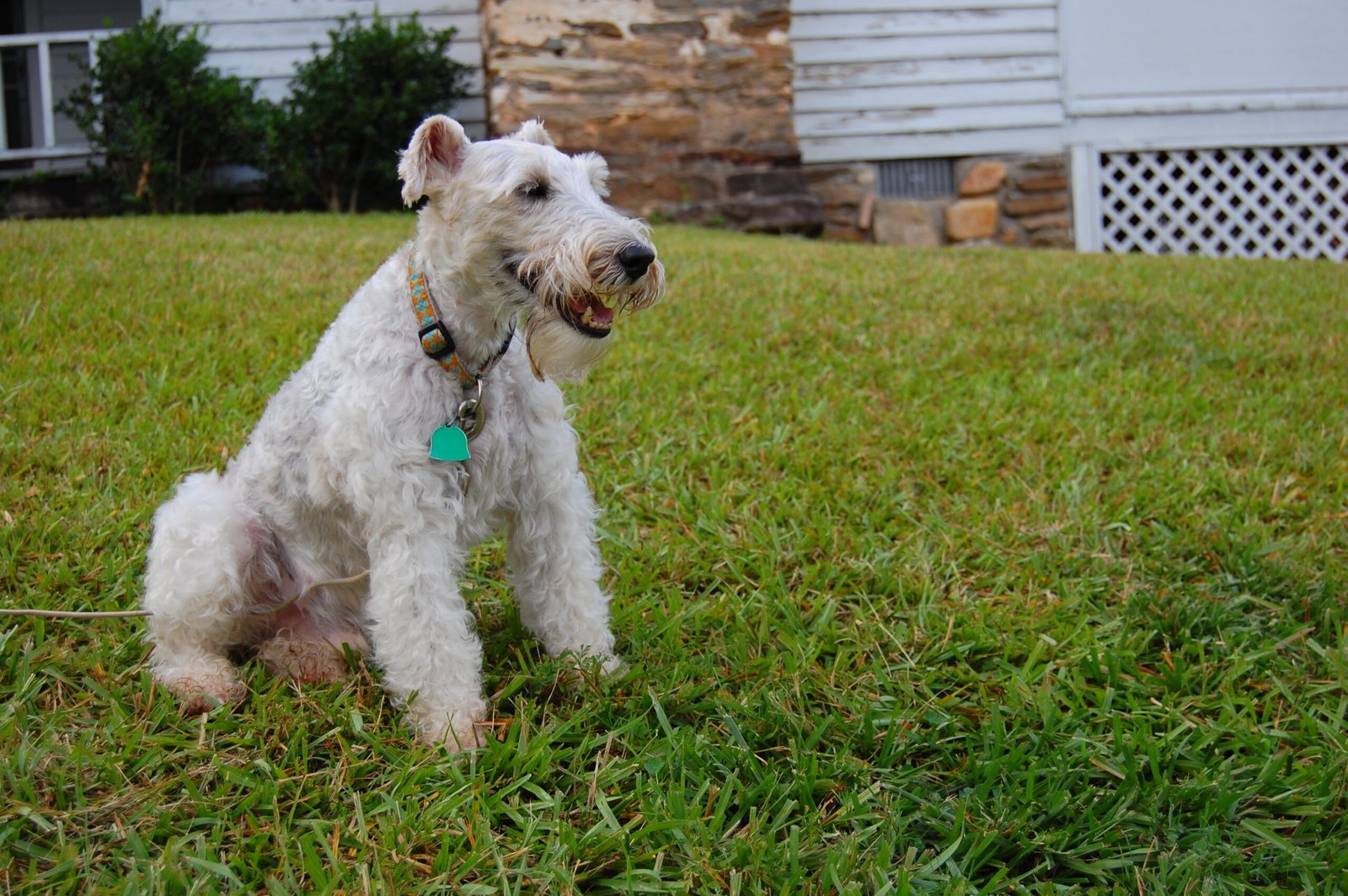 Snowy’s Sleuthing: The Wire Fox Terrier (image credits: wikimedia)