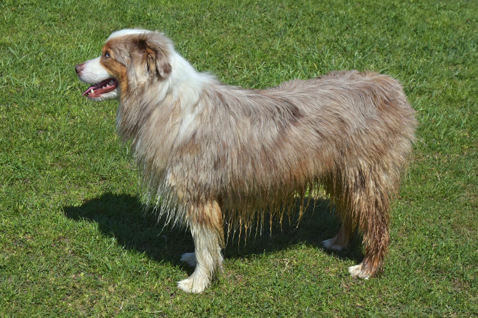 Australian Shepherd (image credits: wikimedia)