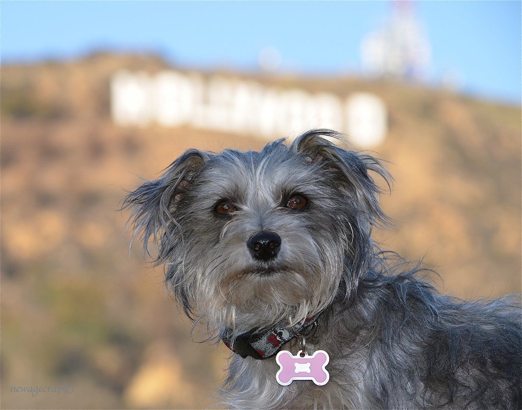 Benji’s Breakthrough: The Mixed-Breed Mutt (image credits: flickr)