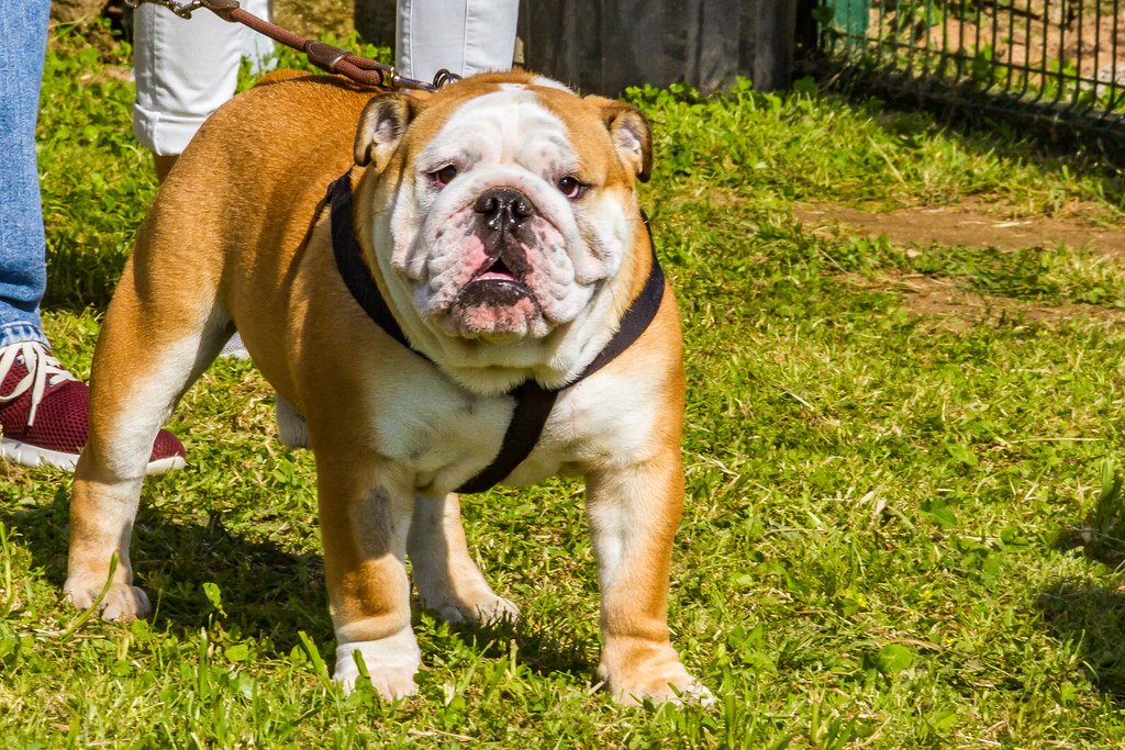 Bulldog (image credits: flickr)