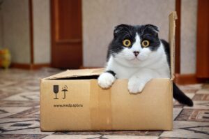10 Weird Cat Behaviors Explained
