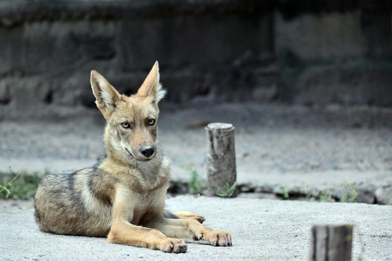 Reducing the Coyote Population (image credits: pixabay)