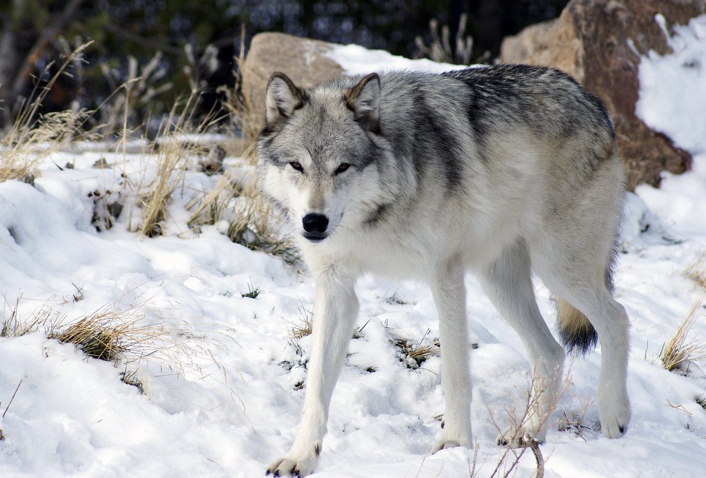 A Living Example: Nature’s Surprising Resilience (image credits: flickr)