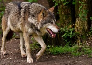 How Wolves Changed The Ecosystem Of Yellowstone For The Better