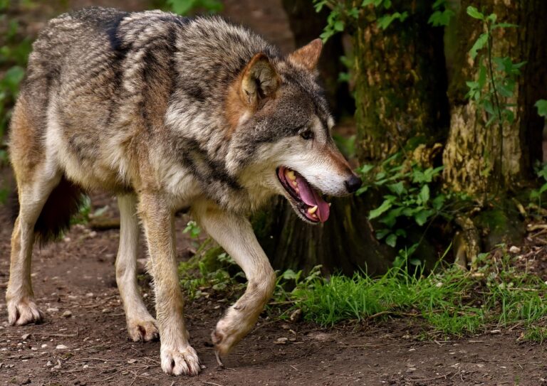 How Wolves Changed The Ecosystem Of Yellowstone For The Better