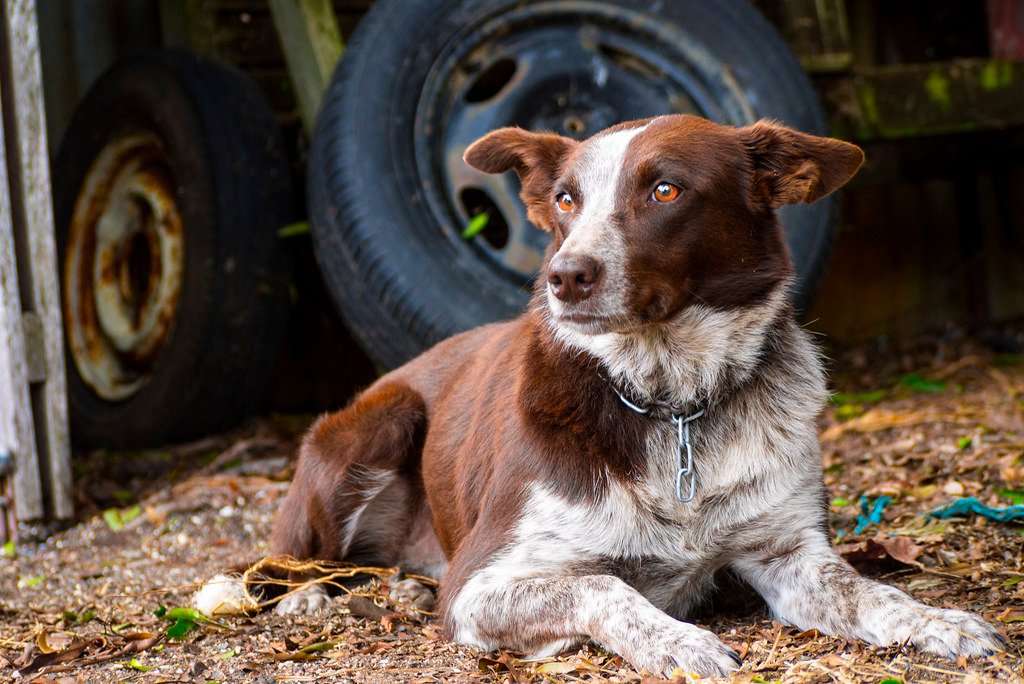 What You Can Learn From Your Dog’s Instincts (image credits: flickr)
