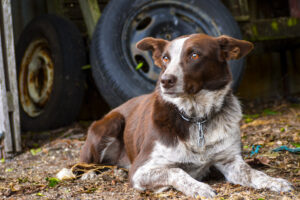 What Dogs Know Before a Tornado Hits (and What You Can Learn From Them)