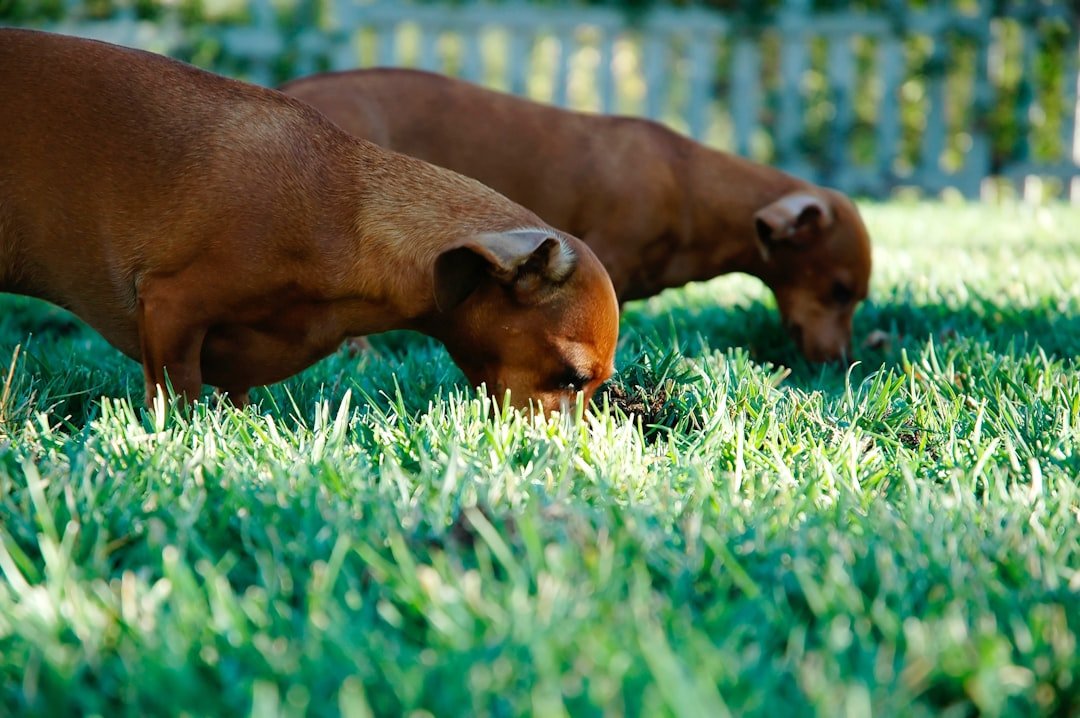 Dogs Eat Grass Only When They’re Sick (image credits: unsplash)