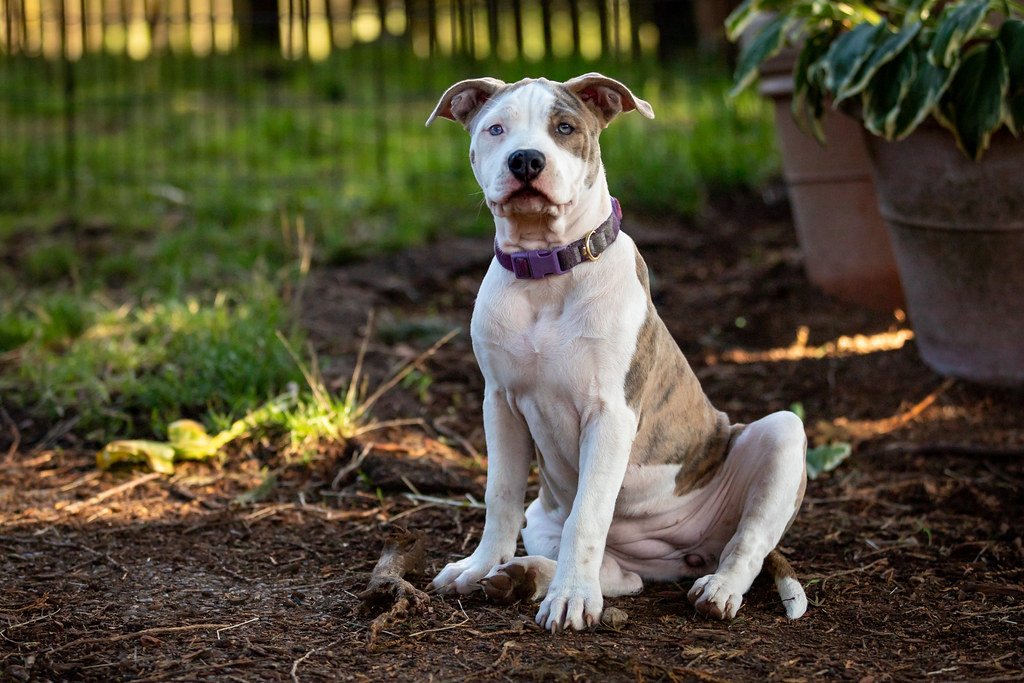 Purebred Dogs Are Healthier Than Mixed Breeds (image credits: flickr)