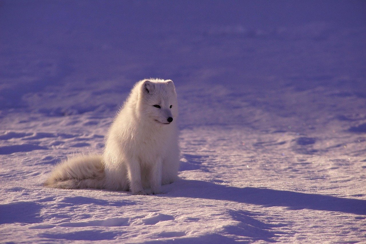 A Fur Coat Like No Other (image credits: pixabay)