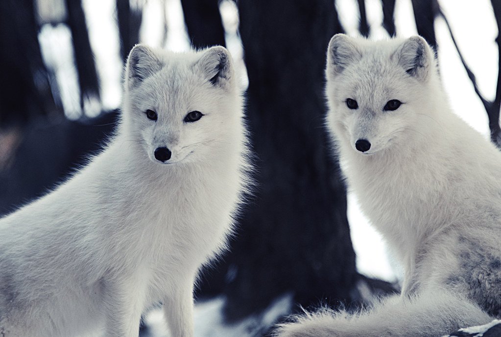 Unrivaled Hunting Instincts (image credits: flickr)