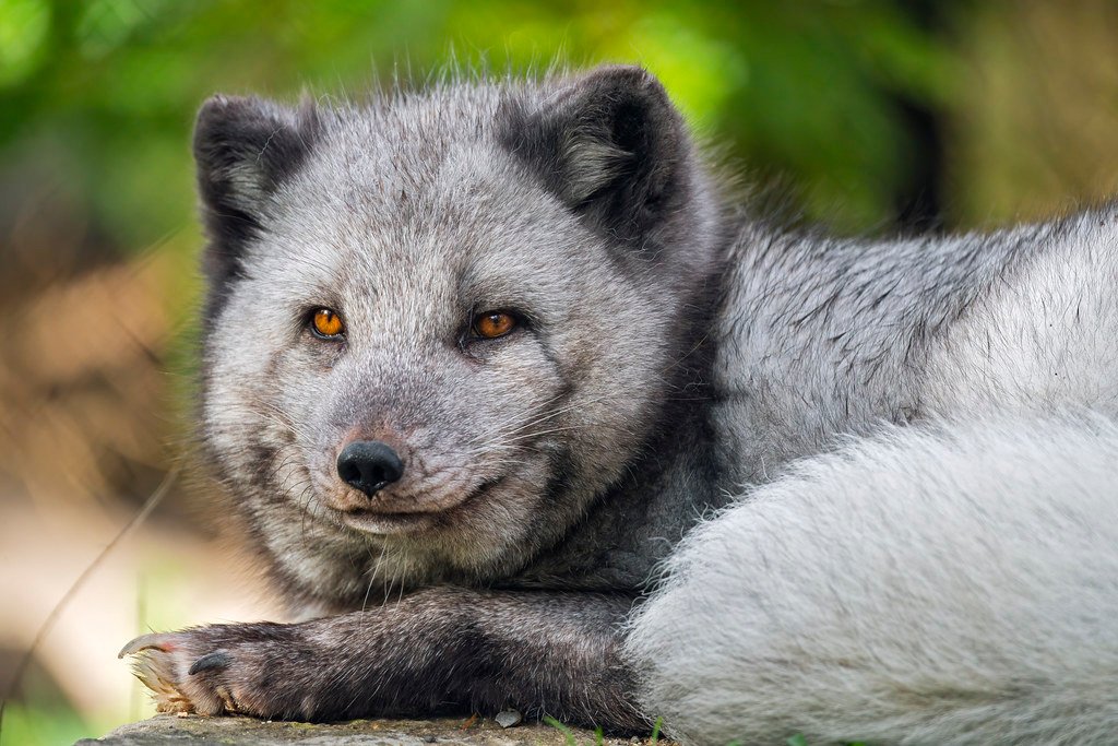 Amazing Camouflage Skills (image credits: flickr)