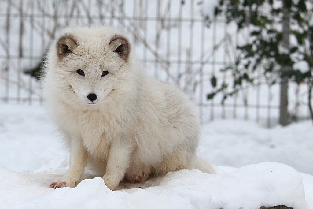 Incredible Cold Tolerance (image credits: flickr)