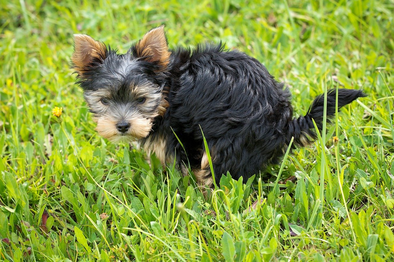 Adopt Reusable or Biodegradable Poop Bags (image credits: pixabay)