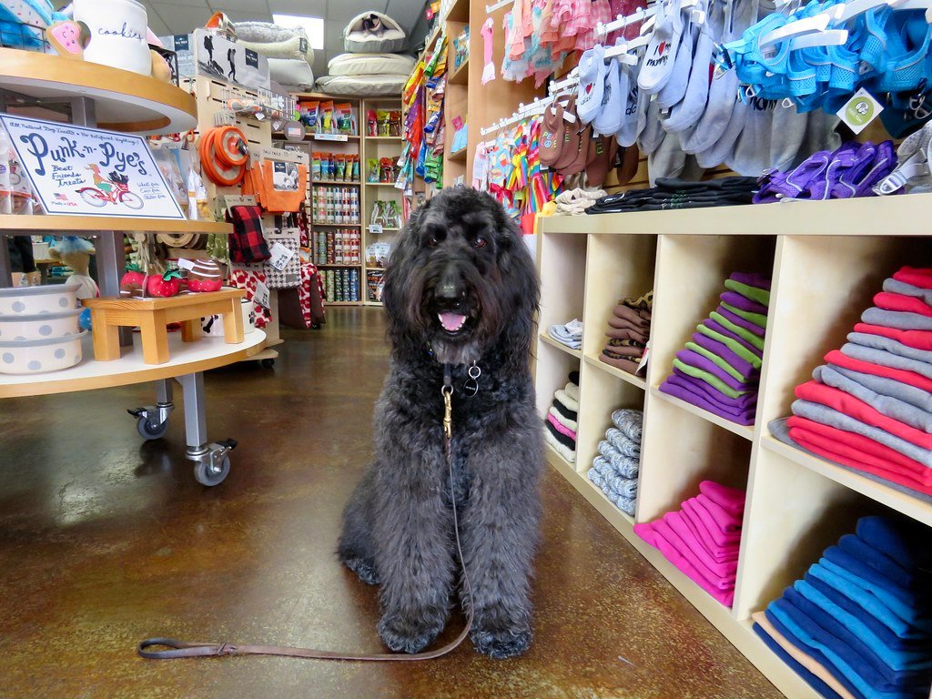 Support Local and Ethical Pet Brands (image credits: flickr)