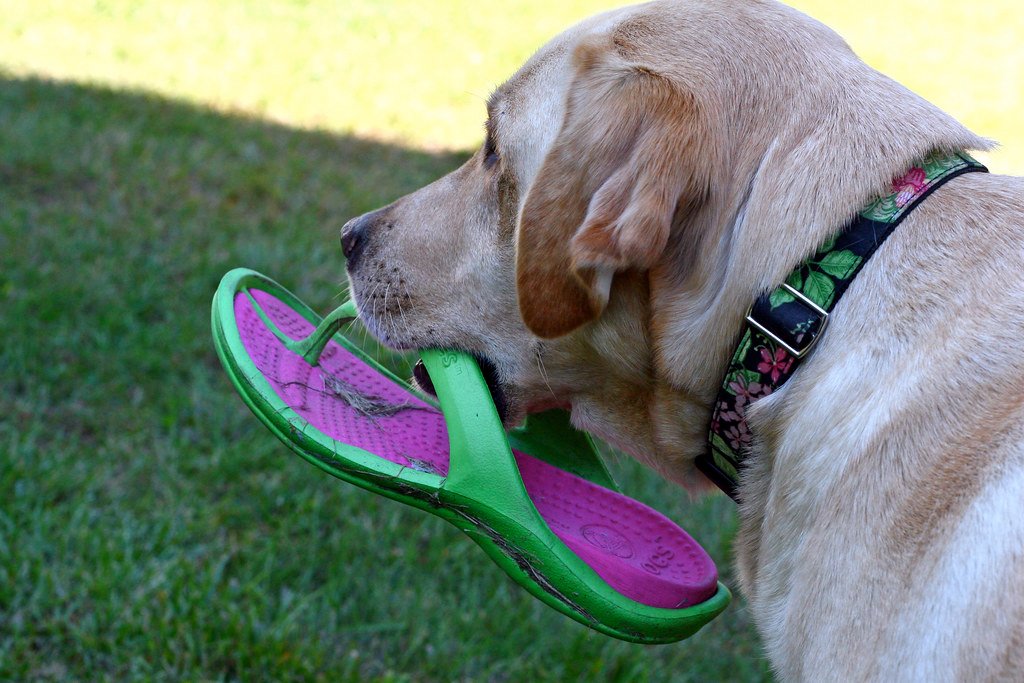 Bringing You “Gifts” from Outside (image credits: flickr)