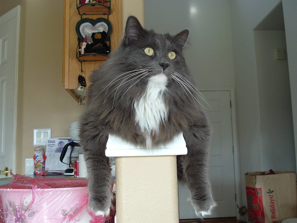 Lack of Vertical Space or Hiding Spots (image credits: flickr)