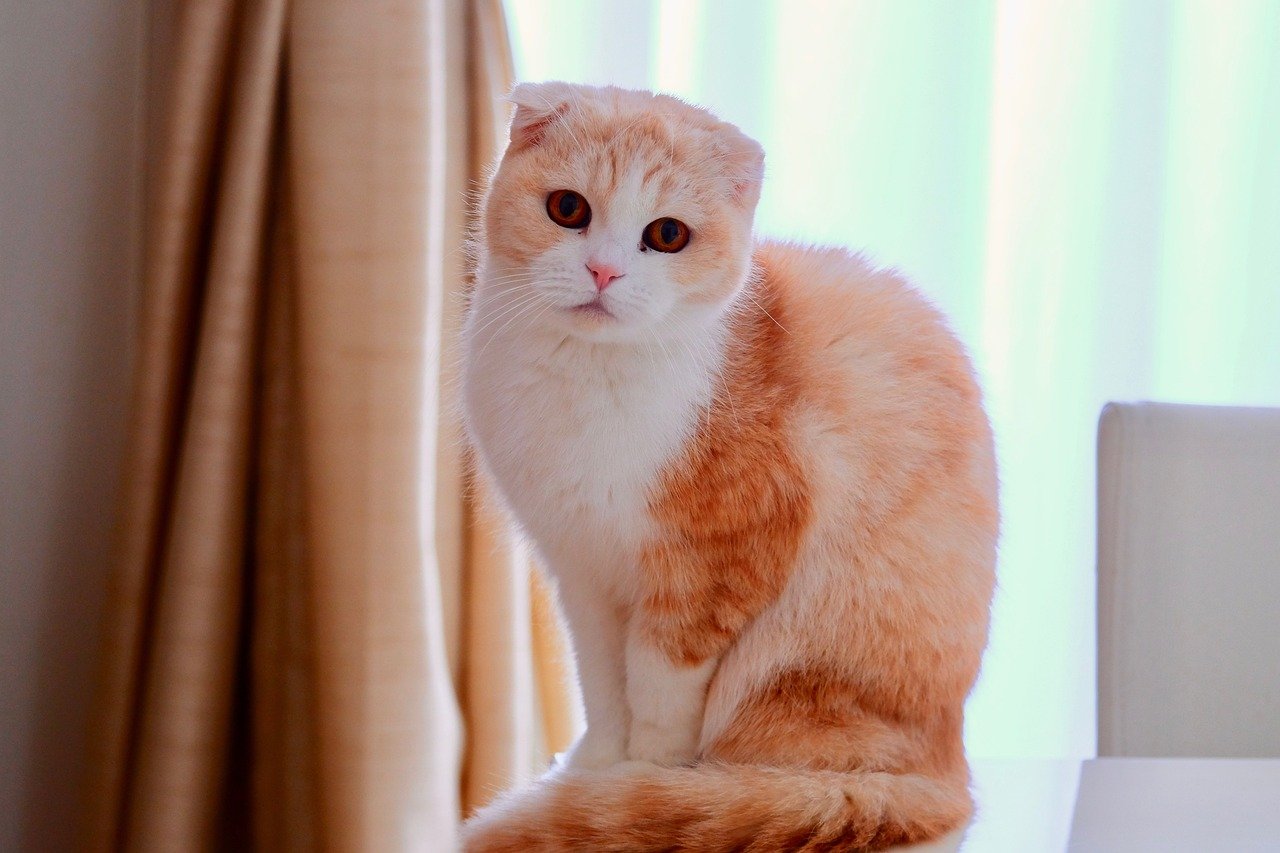 For the Jokester: The Scottish Fold (image credits: pixabay)