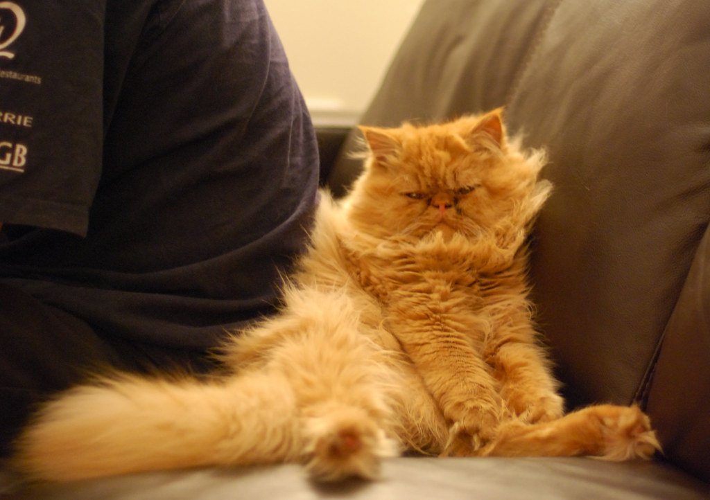 For the Homebody: The Persian Cat (image credits: flickr)
