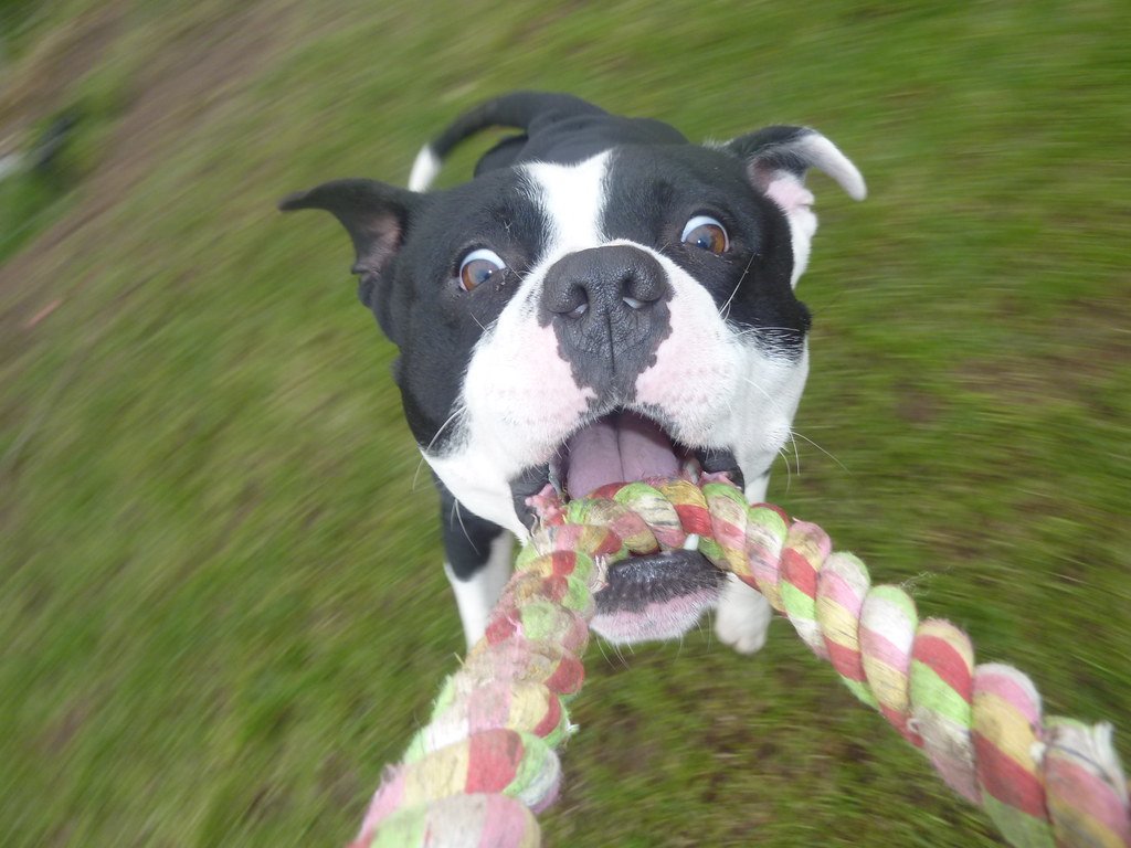Handling Staffie Energy: Keeping Everyone Active (image credits: flickr)