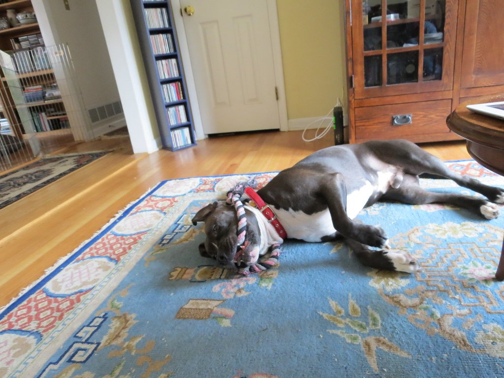 9. Sleeping Belly Up Near You (image credits: flickr)