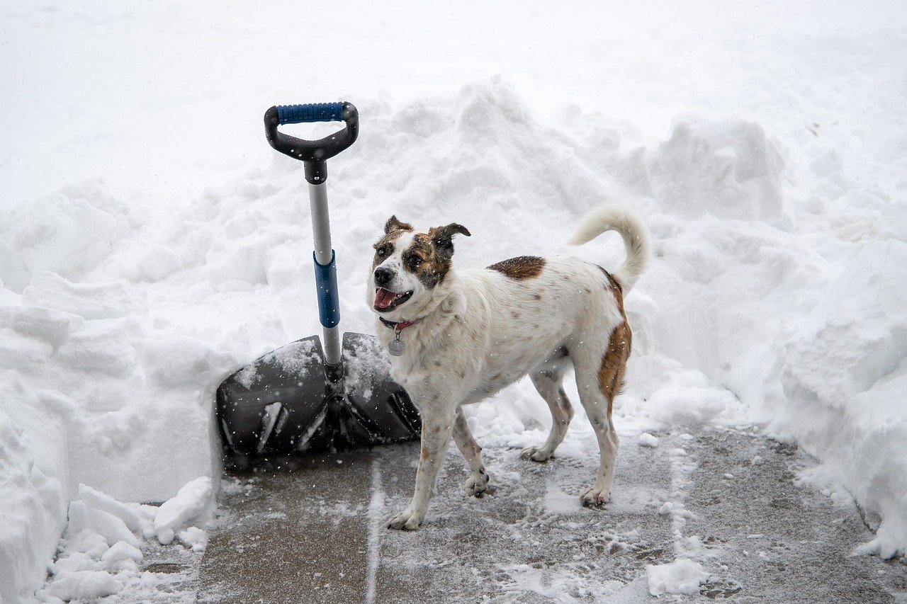 The Emotional World Behind a Dog’s Wag (image credits: pixabay)