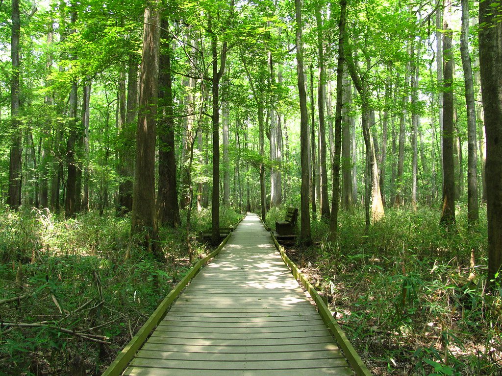Congaree National Park - South Carolina's Hidden Gem (image credits: flickr)