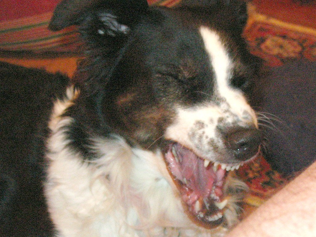 Behavioral Issues That Compound with Neglect (image credits: flickr)