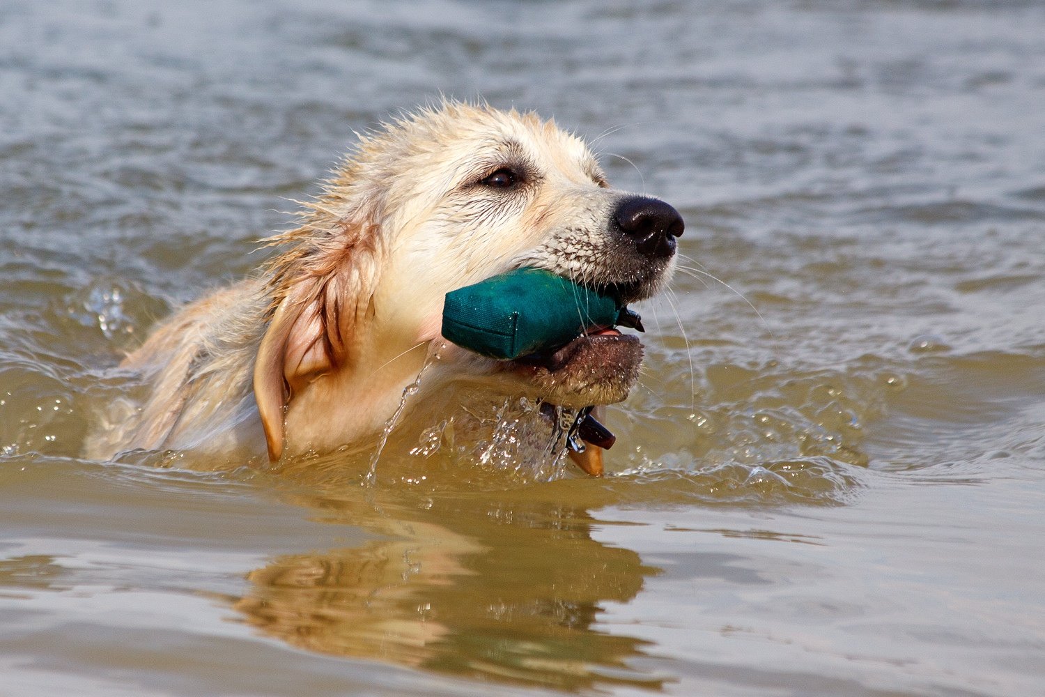 Environmental Factors That Golden Retriever Training Ignores (image credits: wikimedia)