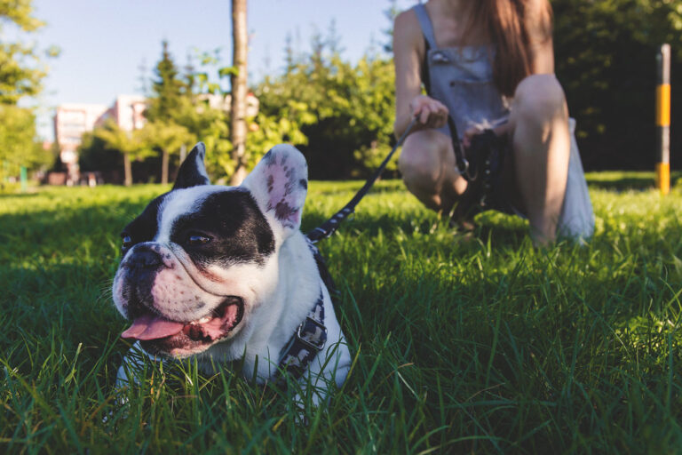 Why I Gave Up on Training My French Bulldog Like a Golden Retriever