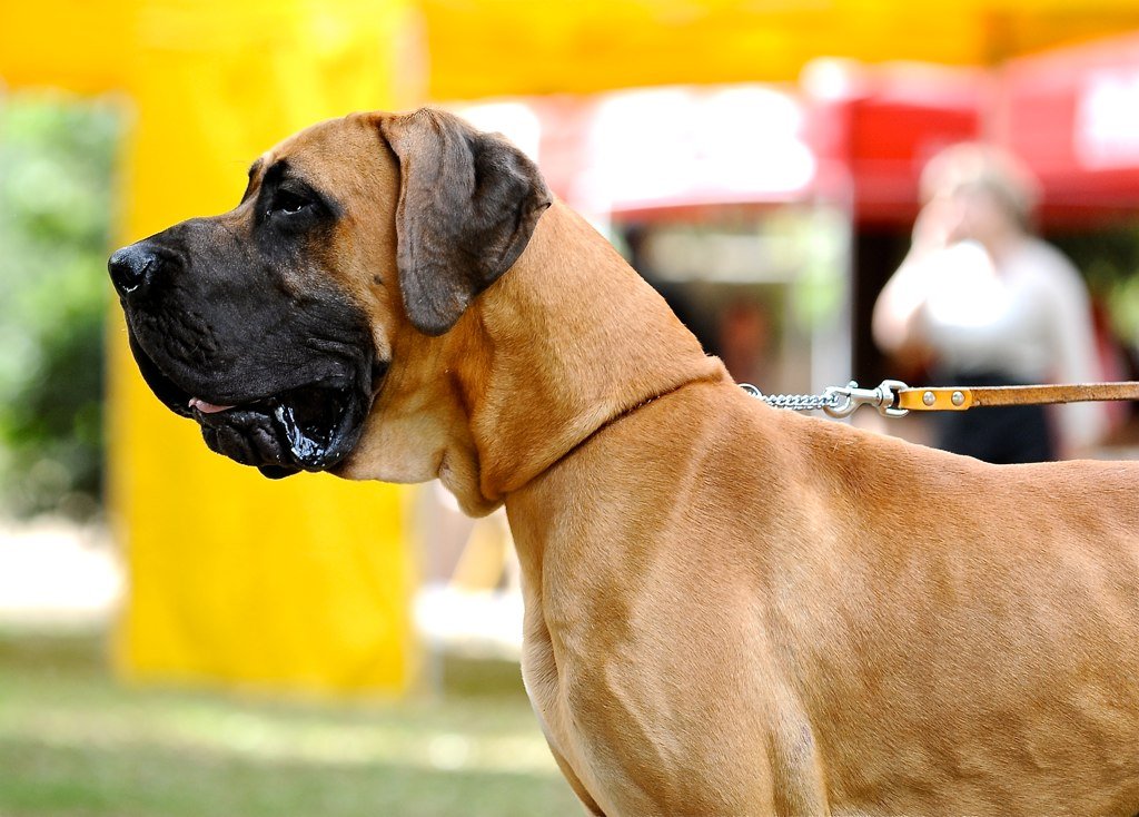 Great Danes: Giants with Gentle Souls (image credits: flickr)