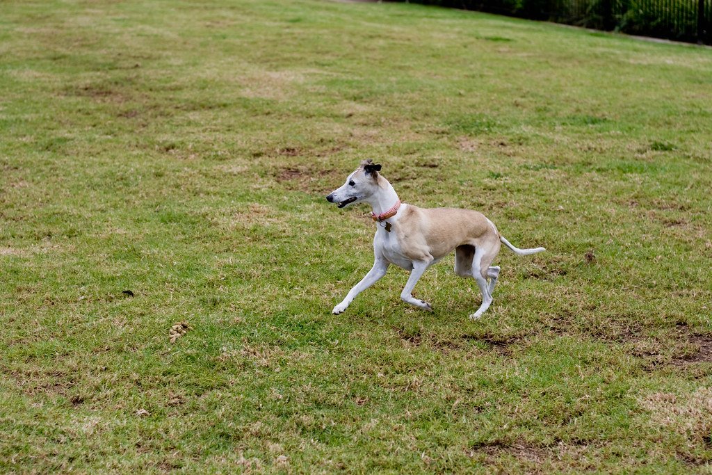 Whippets: The Quiet Speedsters (image credits: flickr)