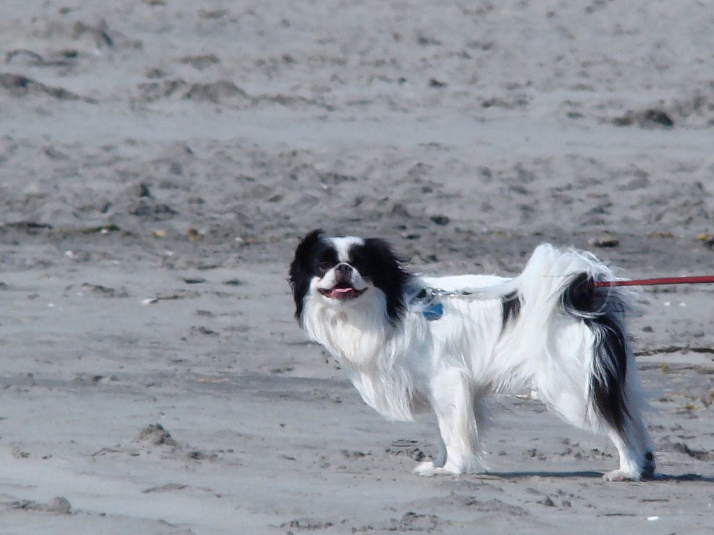 Japanese Chin: The Aristocratic Climbers (image credits: flickr)