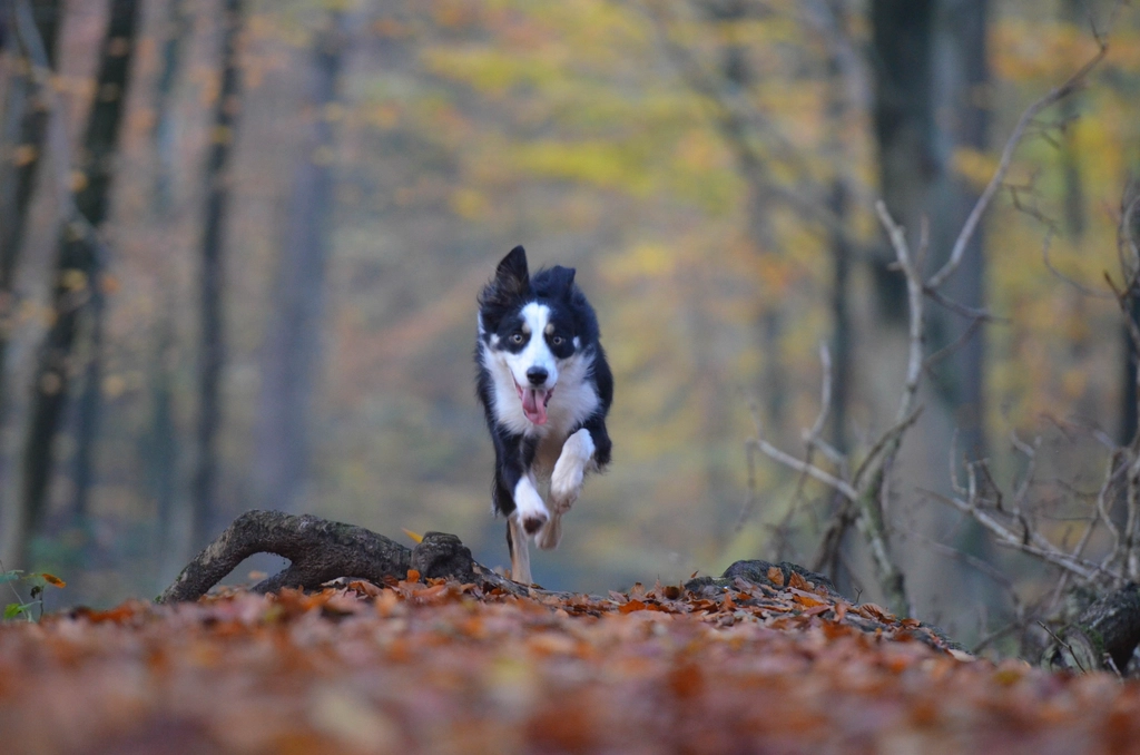The Athletic Border Collie (image credits: rawpixel)