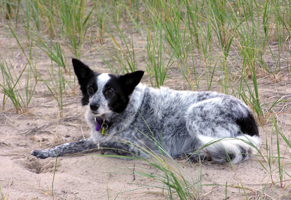 The Tireless Australian Cattle Dog (image credits: flickr)