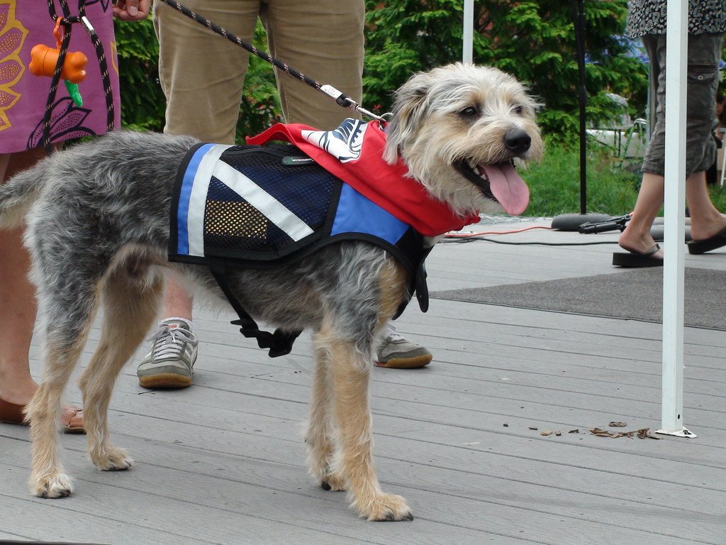 The Shocking Scale of Our Furry Problem (image credits: flickr)