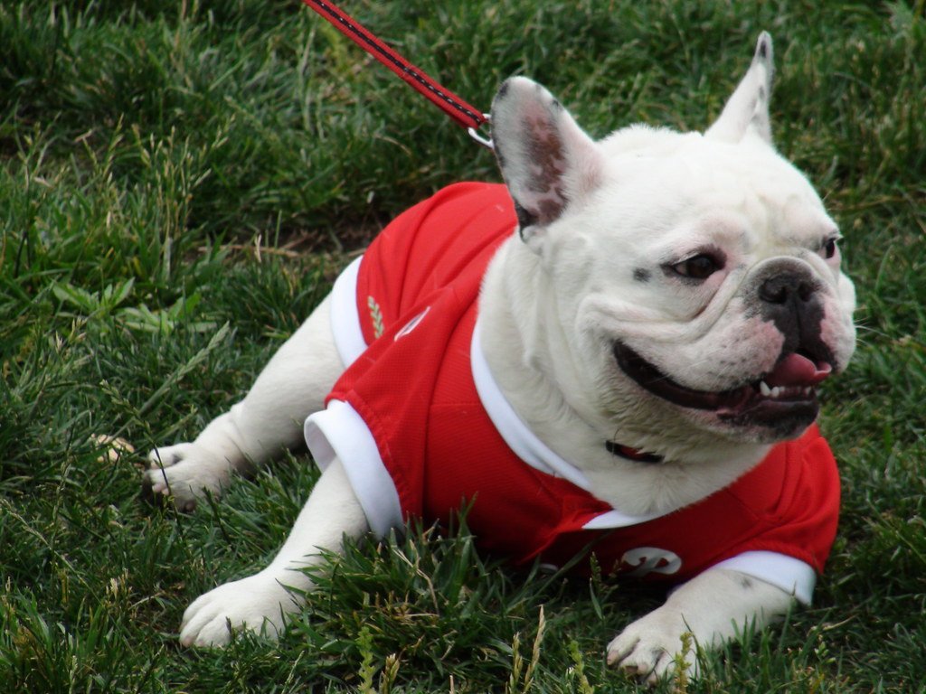 When Pet Waste Meets Water (image credits: flickr)