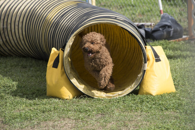 Science Suggests Smarter Dogs Have Smaller Brains