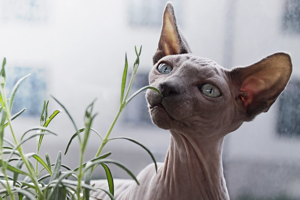 Sphynx: The Affectionate Extrovert (image credits: rawpixel)
