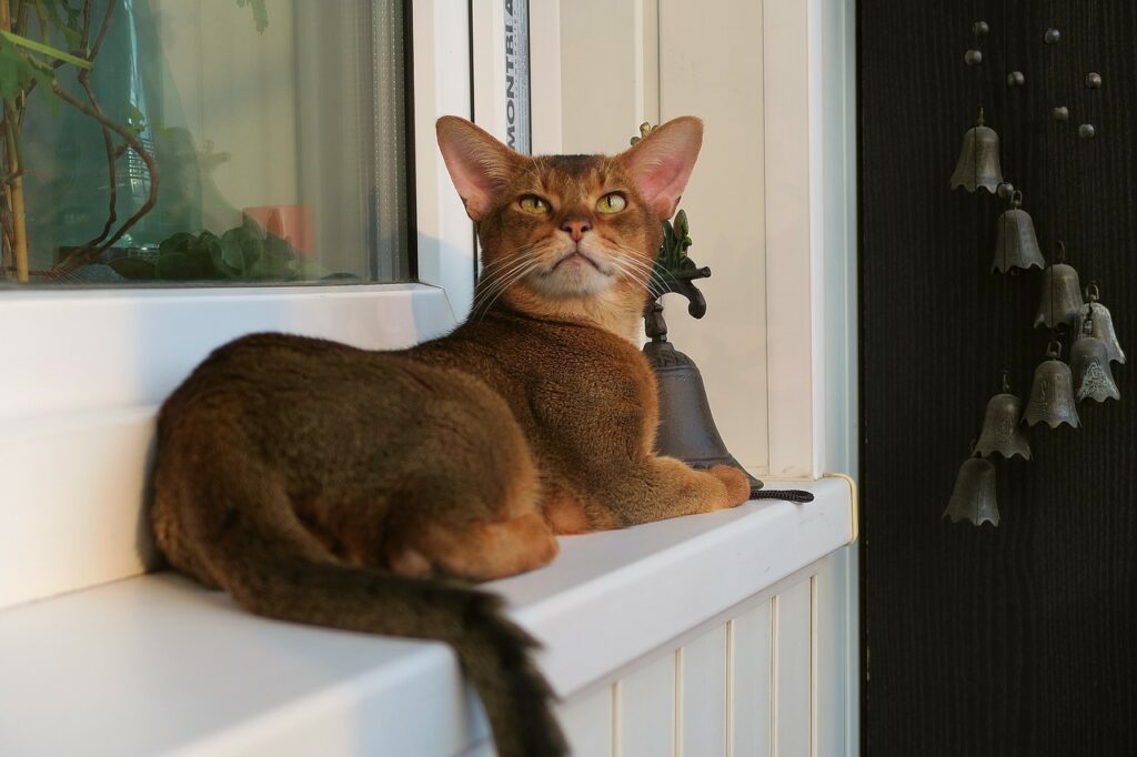 10 Cat Breeds With Human Like Attitudes