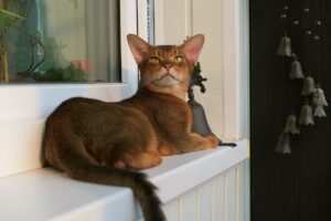10 Cat Breeds With Human Like Attitudes