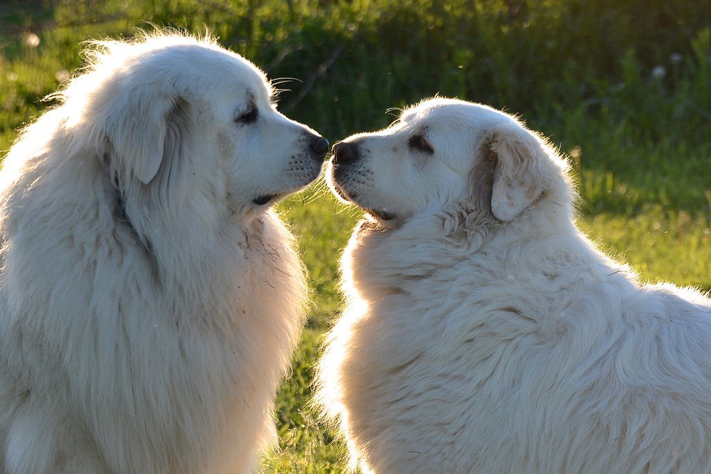 Great Pyrenees: The Independent Mountain Guardian (image credits: flickr)