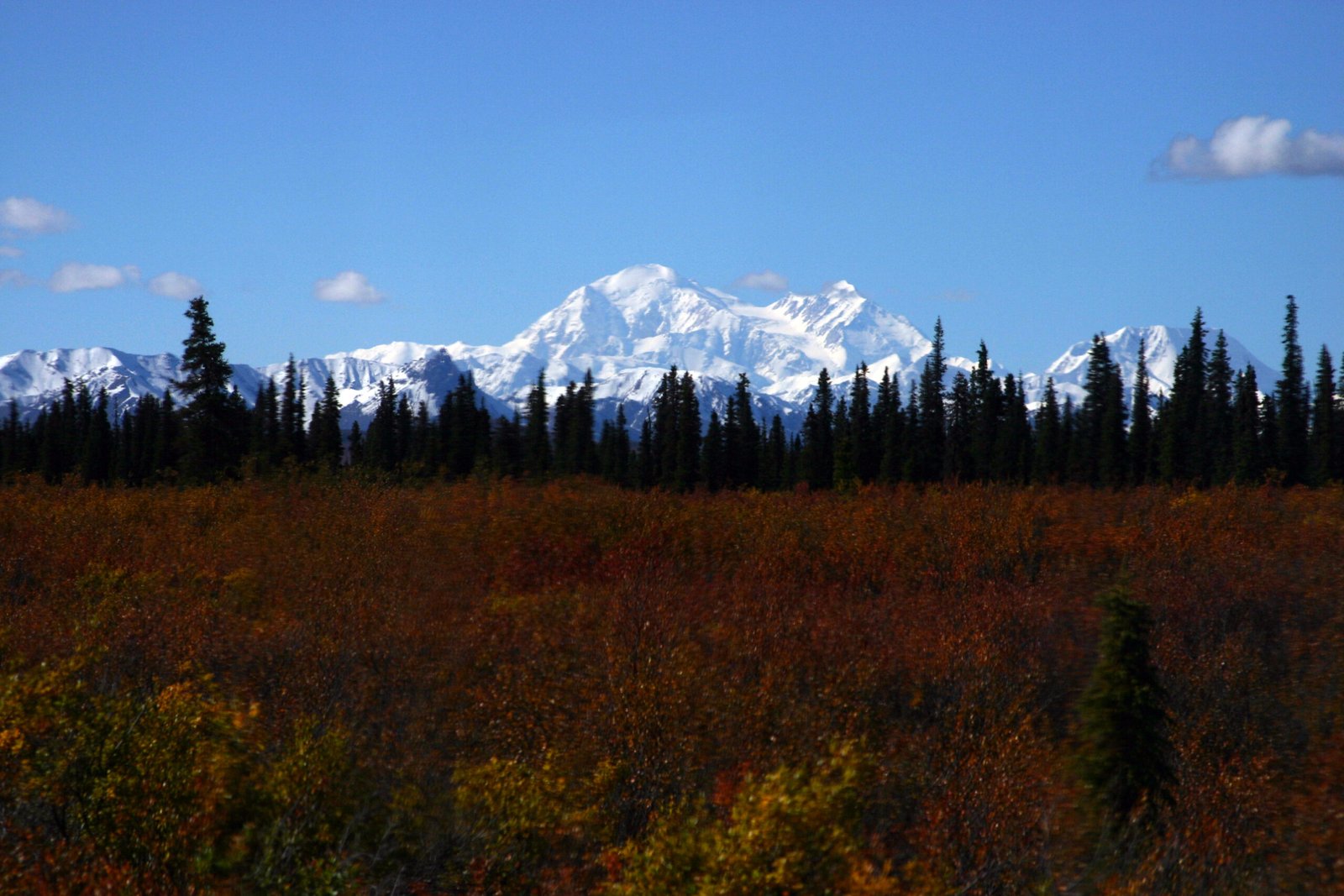 Denali National Park - Alaska's Wolf Wonderland (image credits: wikimedia)